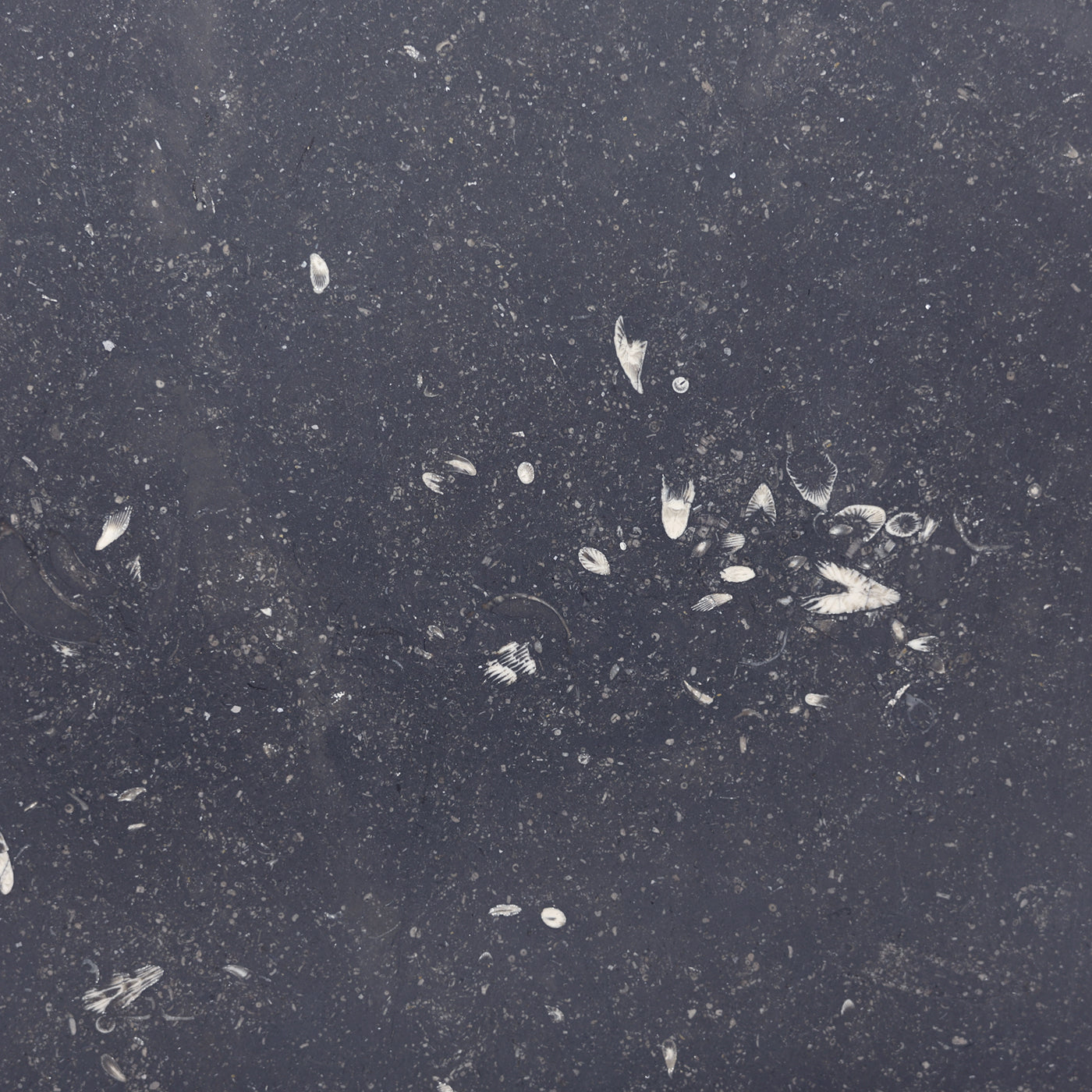 Belgian Bluestone