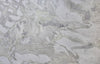 Oyster - Quartzite